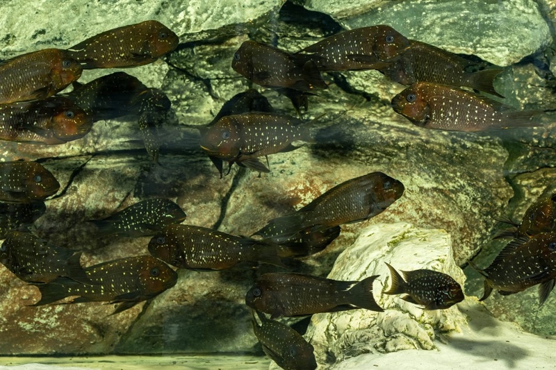 Petrochromis trewavasae 'Moliro'